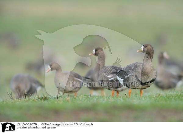 greater white-fronted geese / DV-02079