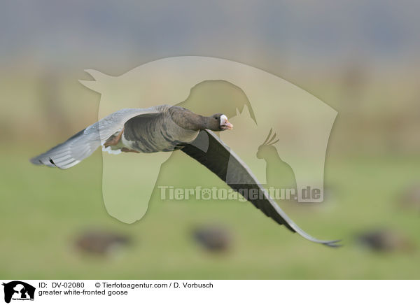 greater white-fronted goose / DV-02080
