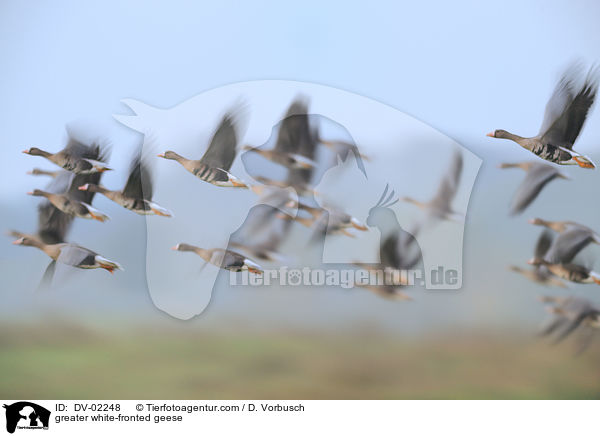 greater white-fronted geese / DV-02248