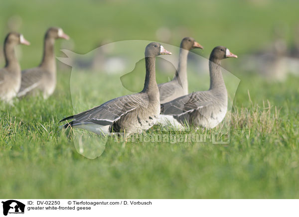 greater white-fronted geese / DV-02250