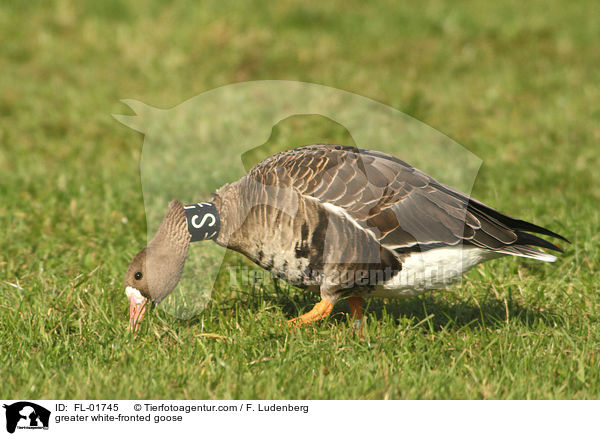 greater white-fronted goose / FL-01745