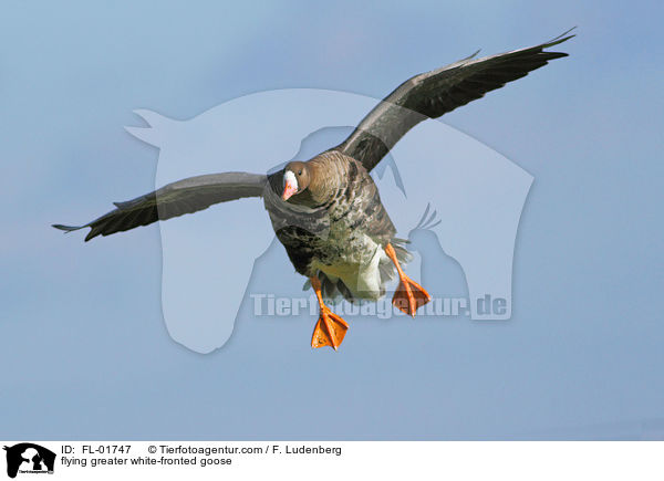 flying greater white-fronted goose / FL-01747