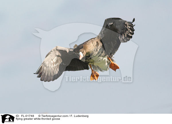 flying greater white-fronted goose / FL-01748