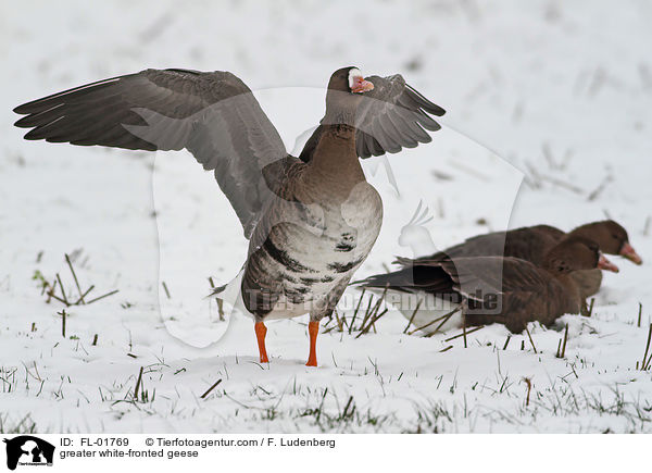 Blssgnse / greater white-fronted geese / FL-01769