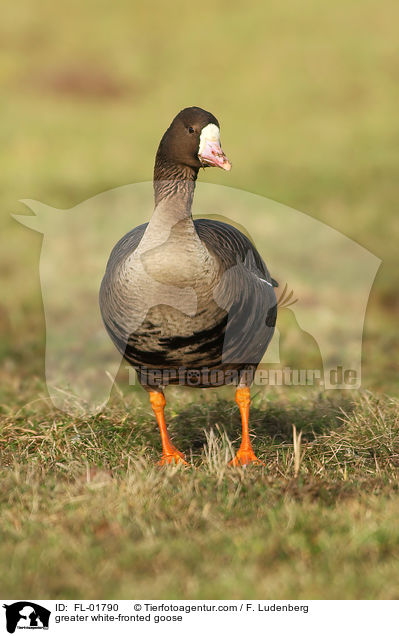 greater white-fronted goose / FL-01790