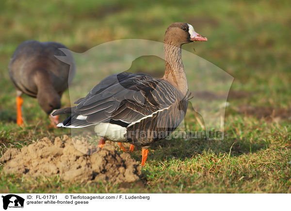 greater white-fronted geese / FL-01791
