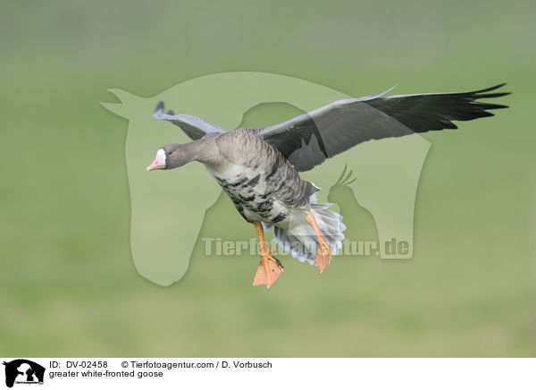 greater white-fronted goose / DV-02458