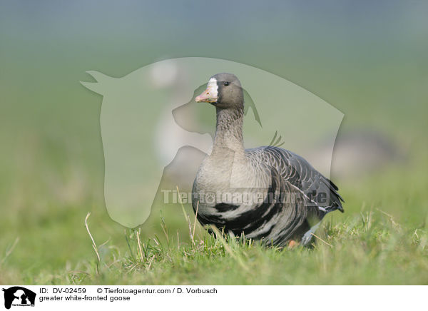 greater white-fronted goose / DV-02459