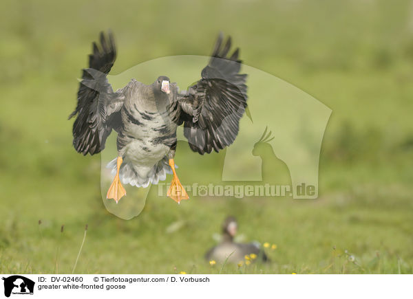greater white-fronted goose / DV-02460