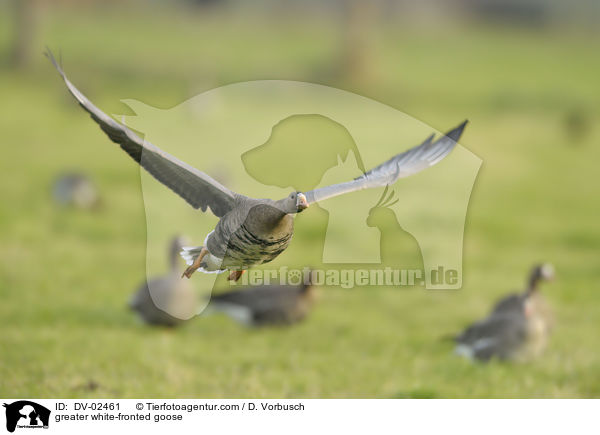 greater white-fronted goose / DV-02461