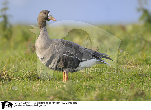 greater white-fronted goose / DV-02464