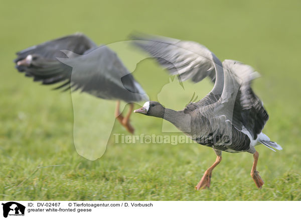 greater white-fronted geese / DV-02467