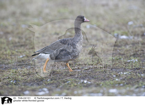 greater white-fronted goose / THA-04131