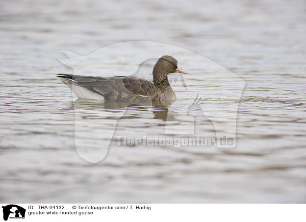 greater white-fronted goose / THA-04132