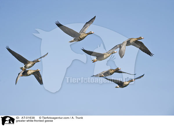 greater white-fronted geese / AT-01638