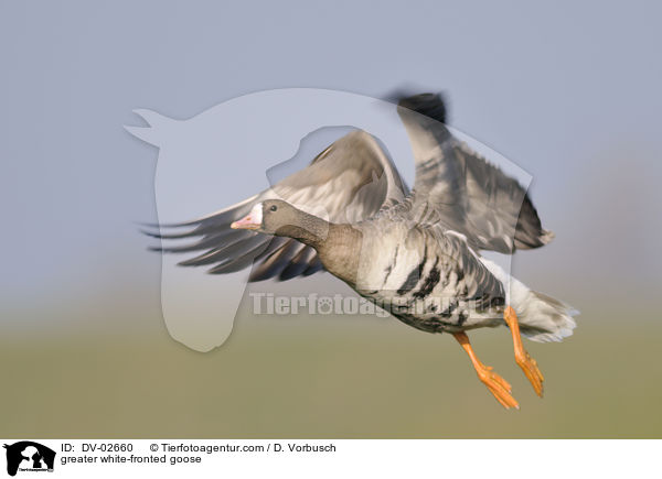 greater white-fronted goose / DV-02660