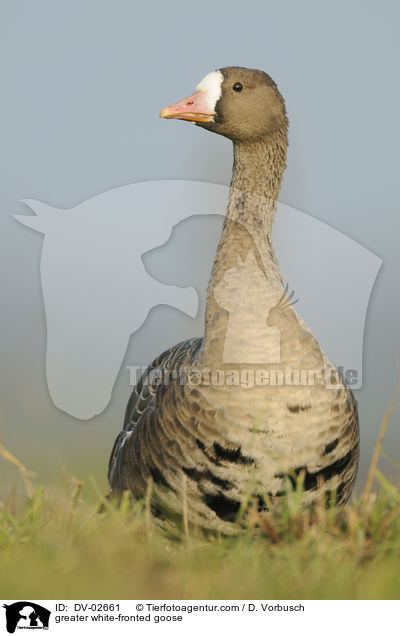 greater white-fronted goose / DV-02661