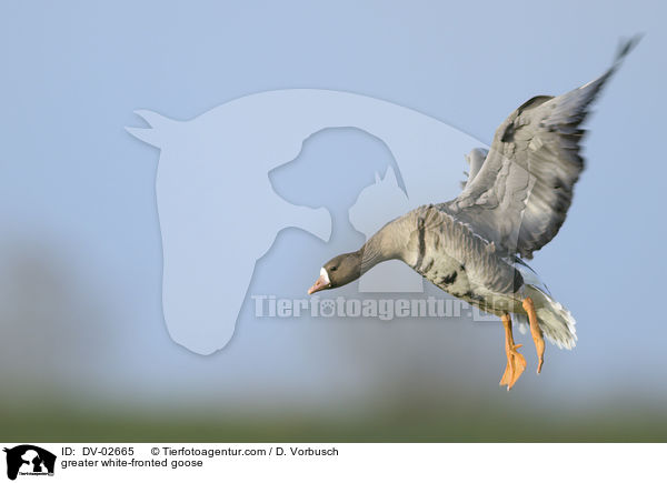 greater white-fronted goose / DV-02665
