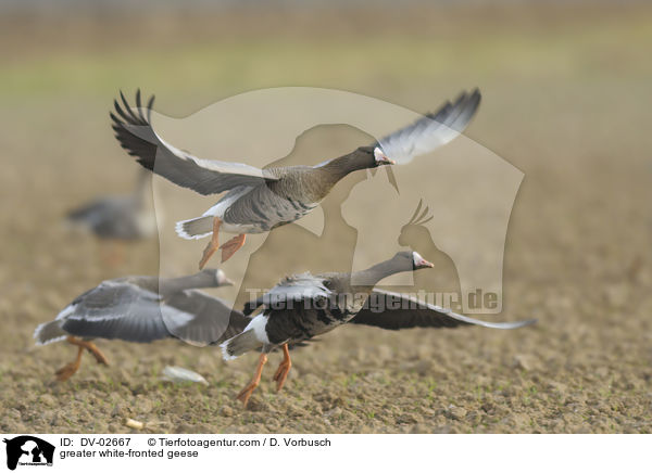 greater white-fronted geese / DV-02667
