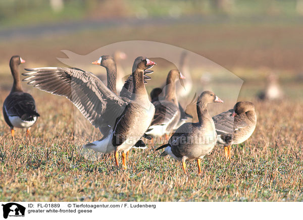 greater white-fronted geese / FL-01889