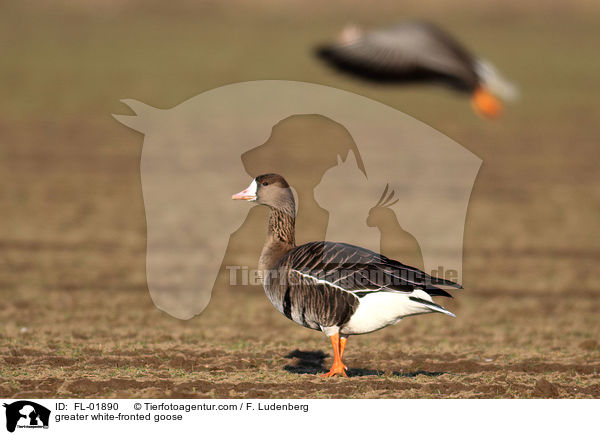 greater white-fronted goose / FL-01890