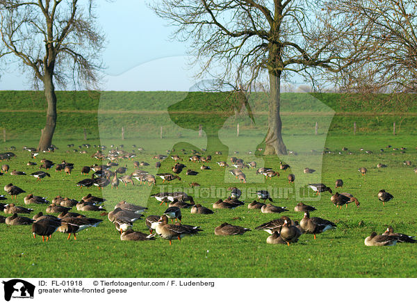 greater white-fronted geese / FL-01918