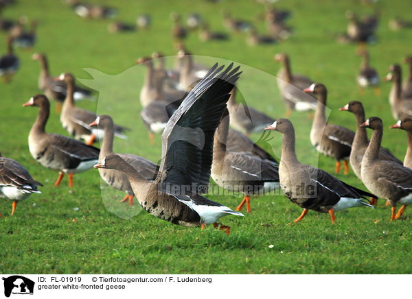 greater white-fronted geese / FL-01919