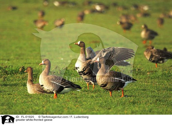 greater white-fronted geese / FL-01920