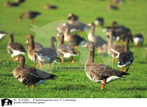 greater white-fronted geese / FL-01922