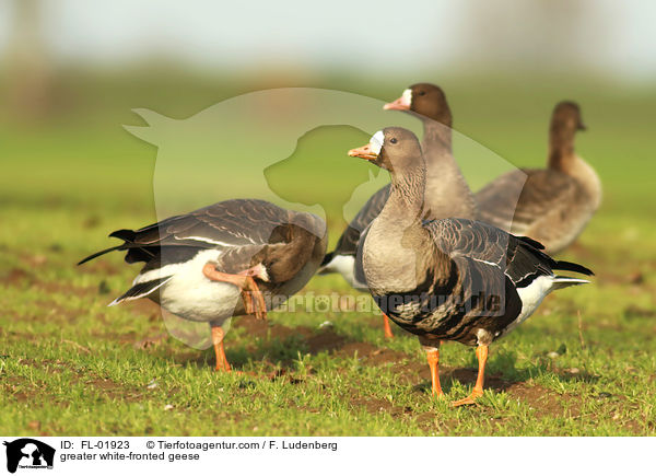 greater white-fronted geese / FL-01923