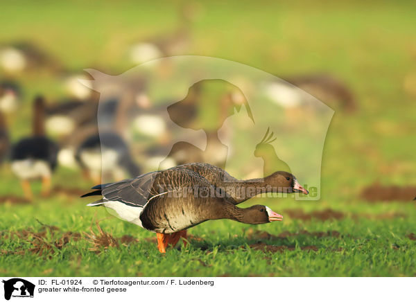 greater white-fronted geese / FL-01924