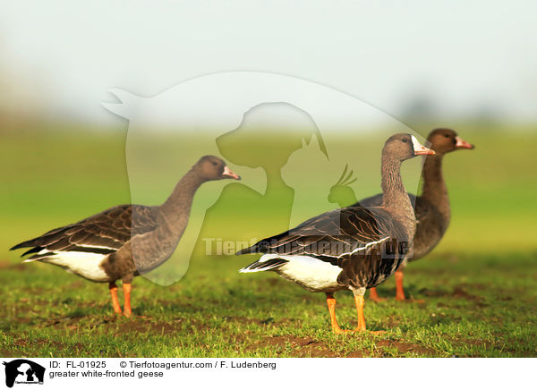 greater white-fronted geese / FL-01925