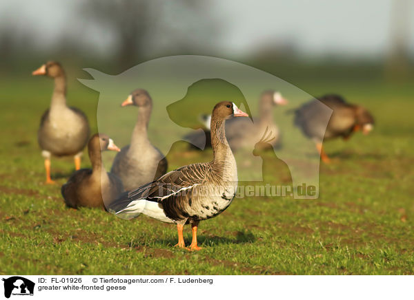 greater white-fronted geese / FL-01926