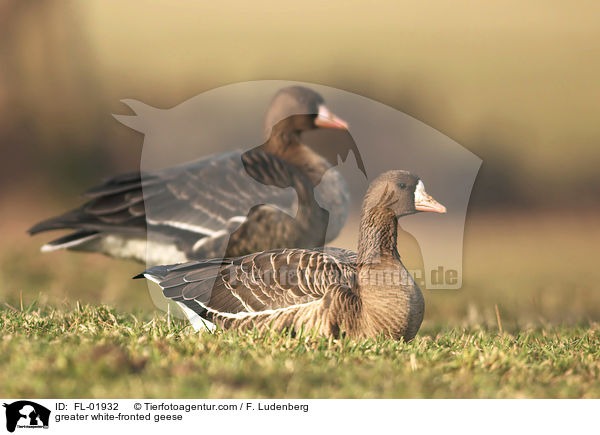 greater white-fronted geese / FL-01932