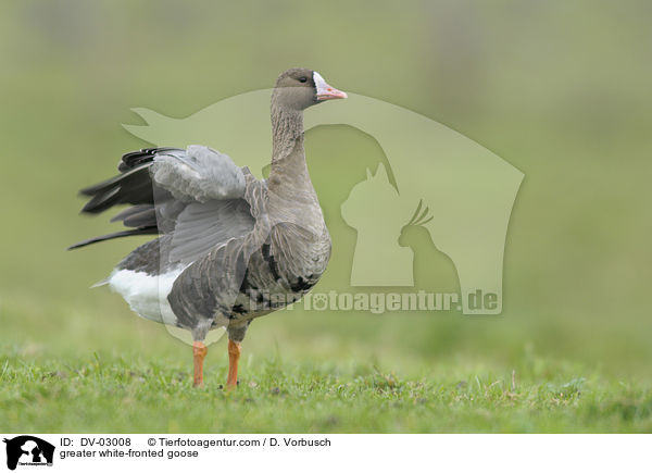 greater white-fronted goose / DV-03008
