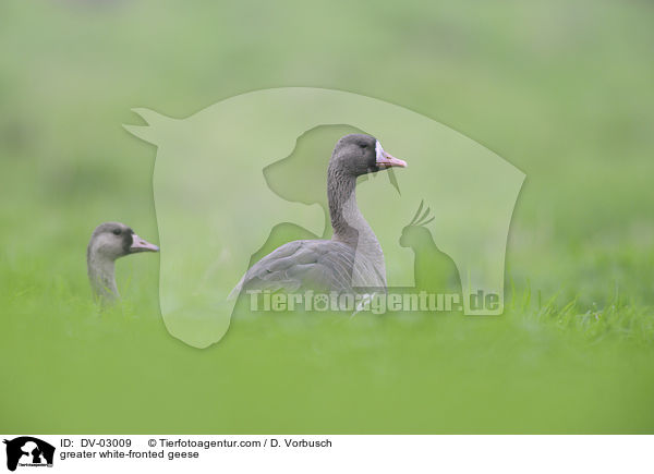 greater white-fronted geese / DV-03009
