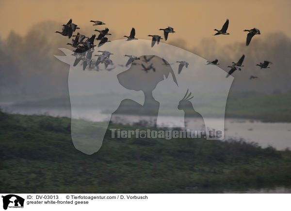 greater white-fronted geese / DV-03013
