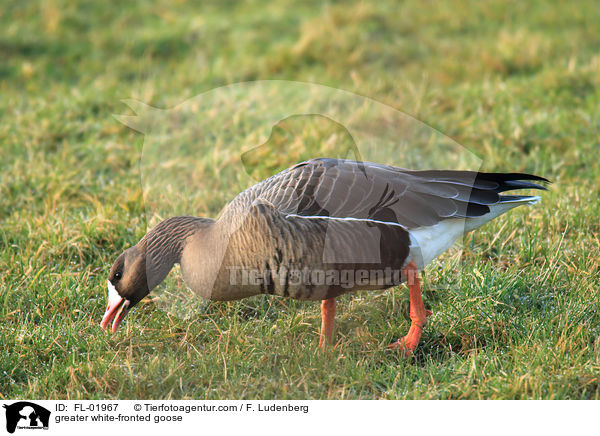 greater white-fronted goose / FL-01967