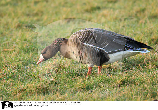 greater white-fronted goose / FL-01968