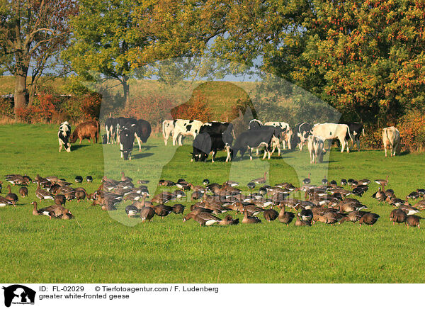greater white-fronted geese / FL-02029