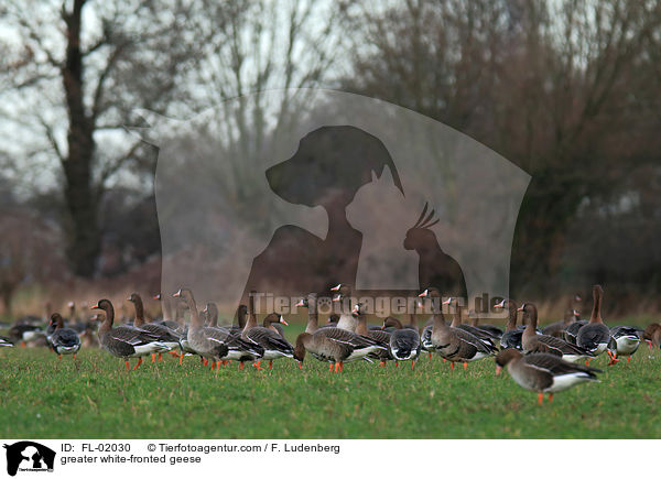 greater white-fronted geese / FL-02030