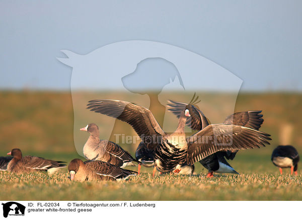 greater white-fronted geese / FL-02034
