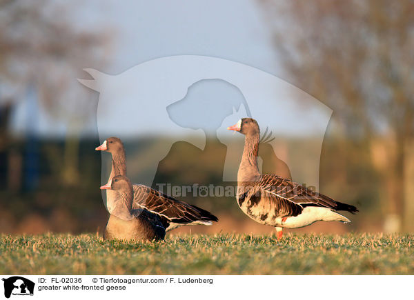 greater white-fronted geese / FL-02036