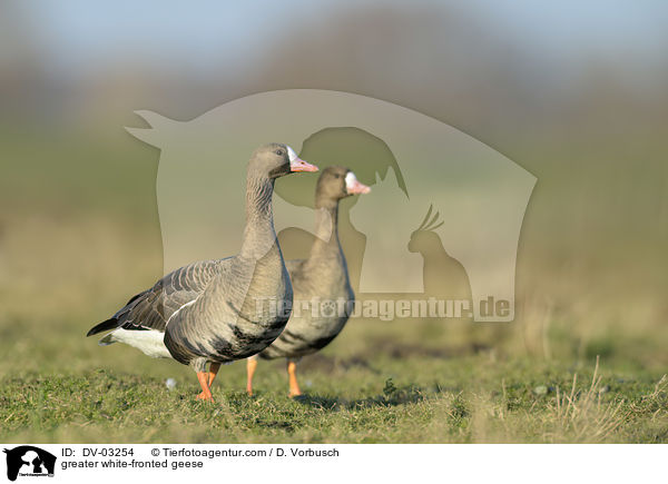 greater white-fronted geese / DV-03254