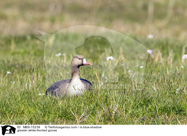 greater white-fronted goose / MBS-15238
