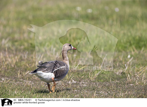 greater white-fronted goose / MBS-15241