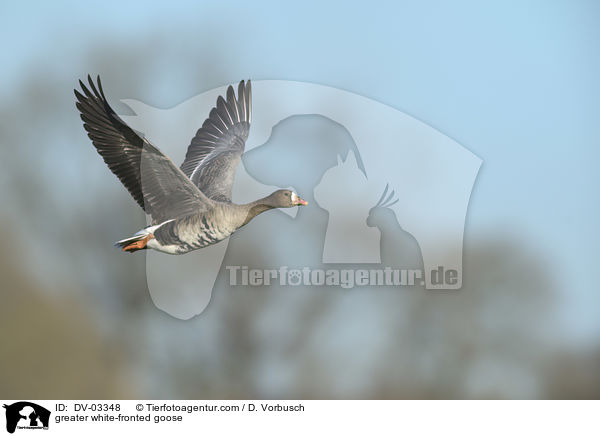 greater white-fronted goose / DV-03348