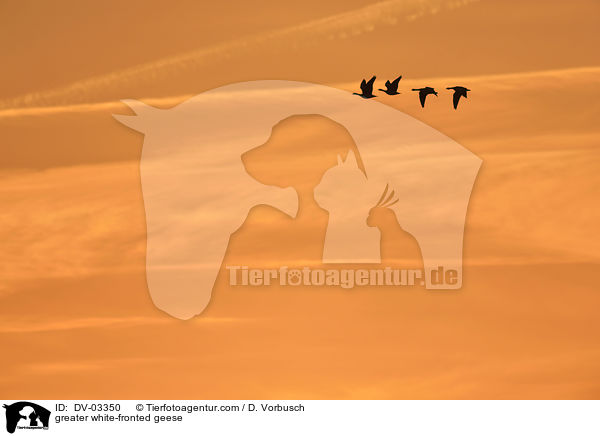 greater white-fronted geese / DV-03350