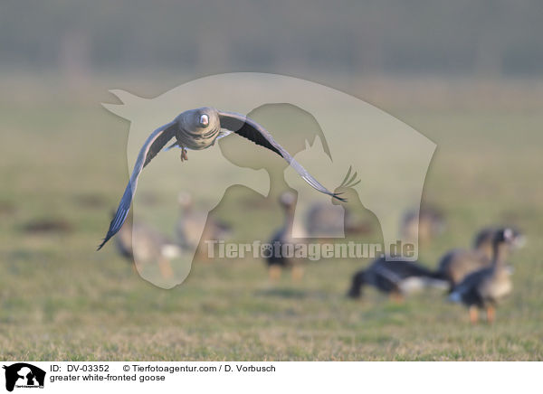 greater white-fronted goose / DV-03352
