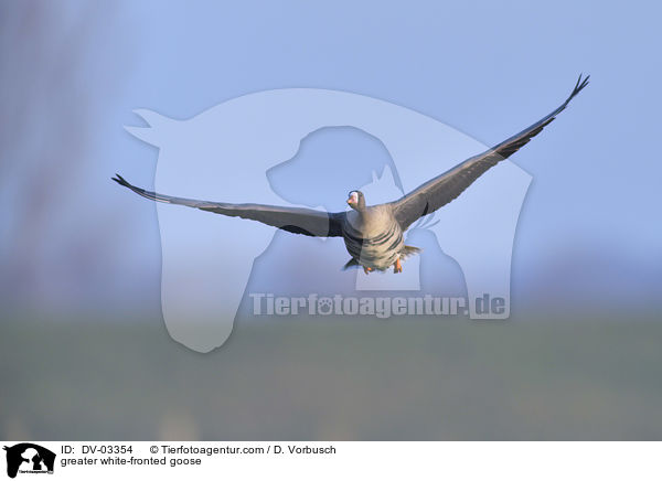 greater white-fronted goose / DV-03354